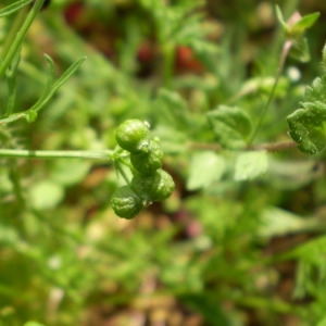 Photographie n°147467 du taxon Bifora testiculata (L.) Spreng.