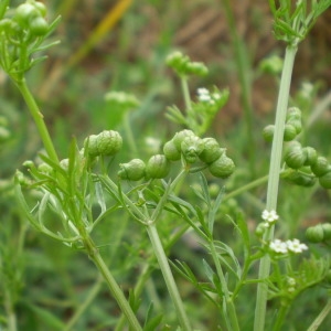 Photographie n°147468 du taxon Bifora testiculata (L.) Spreng.