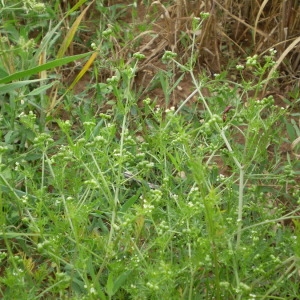 Photographie n°147469 du taxon Bifora testiculata (L.) Spreng.