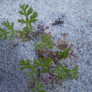 Photographie n°147478 du taxon Pseudorlaya pumila (L.) Grande [1925]