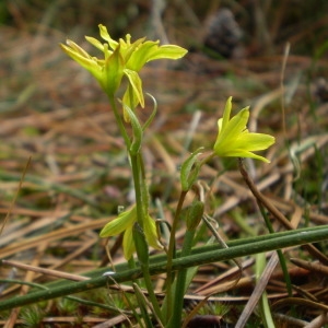 Photographie n°147512 du taxon Gagea soleirolii F.W.Schultz [1836]