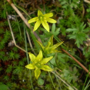 Photographie n°147521 du taxon Gagea soleirolii F.W.Schultz [1836]