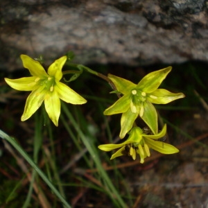 Photographie n°147527 du taxon Gagea soleirolii F.W.Schultz [1836]