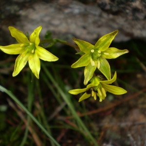 Photographie n°147531 du taxon Gagea soleirolii F.W.Schultz [1836]