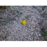 Linaria flava (Poir.) Desf. (Linaire jaune)