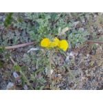 Linaria flava (Poir.) Desf. (Linaire jaune)