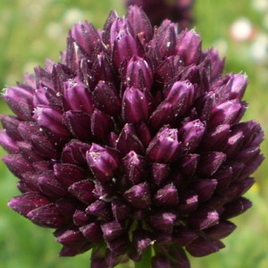  - Allium rotundum L. [1762]