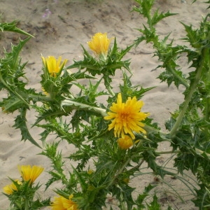 Photographie n°147554 du taxon Scolymus hispanicus L. [1753]