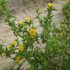Photographie n°147555 du taxon Scolymus hispanicus L. [1753]