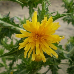 Photographie n°147556 du taxon Scolymus hispanicus L. [1753]
