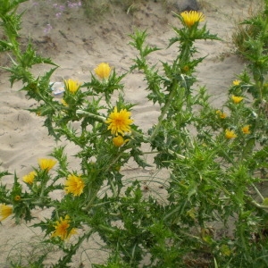 Photographie n°147557 du taxon Scolymus hispanicus L. [1753]