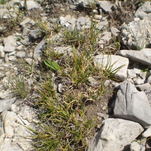 Photographie n°147560 du taxon Carex glacialis Mack. [1910]