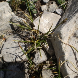 Photographie n°147563 du taxon Carex glacialis Mack. [1910]