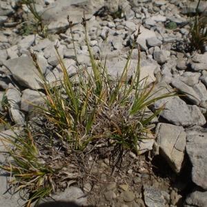 Photographie n°147564 du taxon Carex glacialis Mack. [1910]