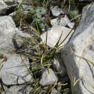 Photographie n°147566 du taxon Carex glacialis Mack. [1910]