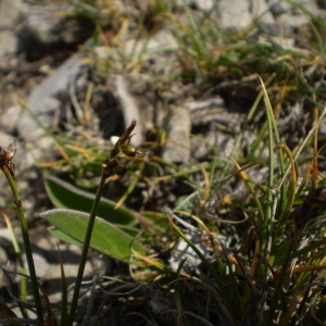 Photographie n°147567 du taxon Carex glacialis Mack. [1910]