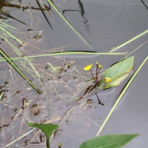 Photographie n°147579 du taxon Utricularia australis R.Br. [1810]