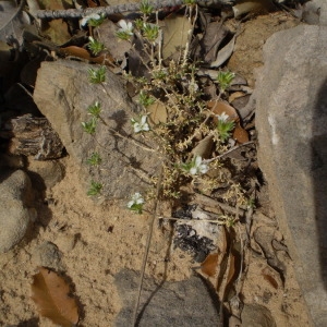 Photographie n°147584 du taxon Arenaria aggregata (L.) Loisel. [1827]