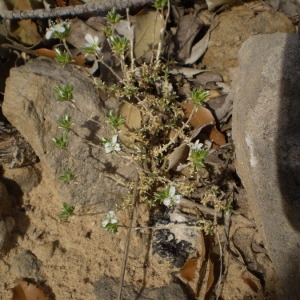 Photographie n°147585 du taxon Arenaria aggregata (L.) Loisel. [1827]