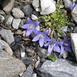 Photographie n°147608 du taxon Campanula cenisia L. [1763]