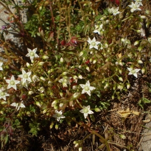  - Sedum monregalense Balb. [1804]