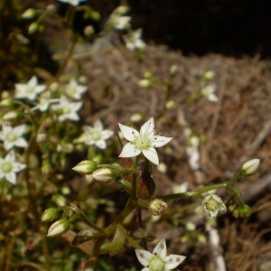  - Sedum monregalense Balb. [1804]