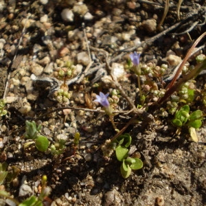 Photographie n°147623 du taxon Solenopsis laurentia (L.) C.Presl [1836]