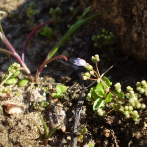 Photographie n°147624 du taxon Solenopsis laurentia (L.) C.Presl [1836]