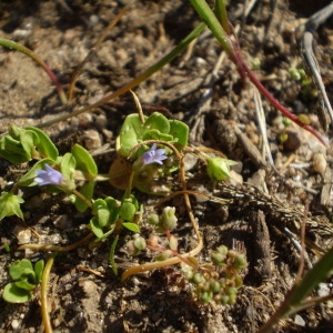 Photographie n°147625 du taxon Solenopsis laurentia (L.) C.Presl [1836]