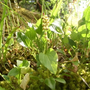 Photographie n°147633 du taxon Orthilia secunda (L.) House [1921]