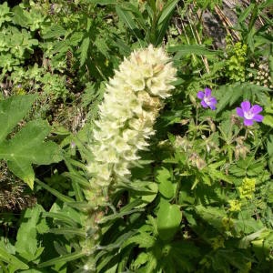 Photographie n°147637 du taxon Campanula thyrsoides L. [1753]