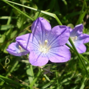 Photographie n°147638 du taxon Legousia pentagonia (L.) Druce [1908]