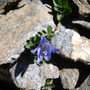 Photographie n°147641 du taxon Campanula cenisia L. [1763]