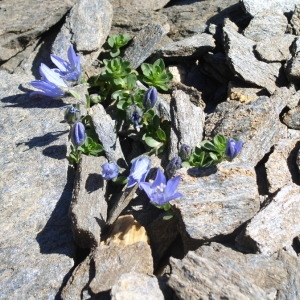 Photographie n°147642 du taxon Campanula cenisia L. [1763]