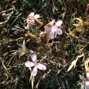 Photographie n°147656 du taxon Dianthus pungens L. [1771]