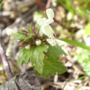  - Lamium bifidum Cirillo [1788]