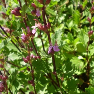 Photographie n°147670 du taxon Teucrium lucidum L. [1759]