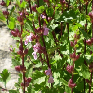 Photographie n°147671 du taxon Teucrium lucidum L. [1759]