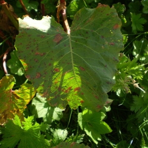 Photographie n°147674 du taxon Rumex alpinus L. [1759]