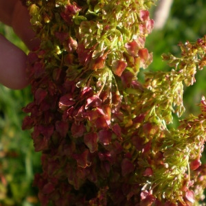 Photographie n°147676 du taxon Rumex alpinus L. [1759]