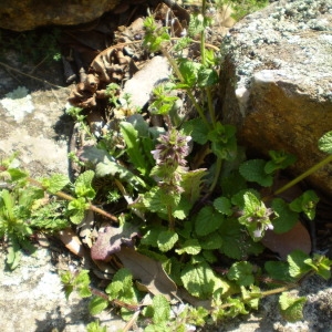 Photographie n°147688 du taxon Stachys arvensis (L.) L. [1763]