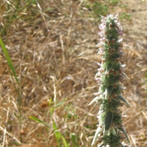  - Stachys germanica L. [1753]