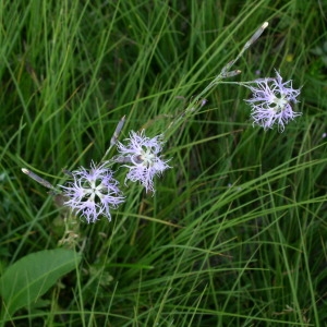 Photographie n°147699 du taxon Dianthus superbus L. [1755]