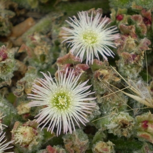 Photographie n°147709 du taxon Mesembryanthemum crystallinum L. [1753]