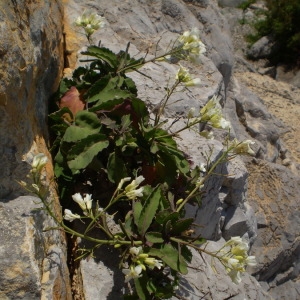 Photographie n°147717 du taxon Brassica insularis Moris [1837]