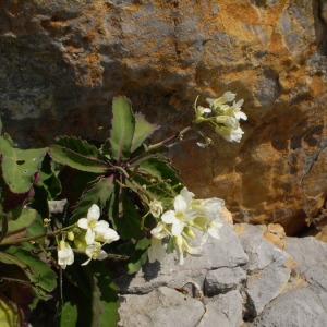 Photographie n°147718 du taxon Brassica insularis Moris [1837]