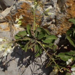 Photographie n°147720 du taxon Brassica insularis Moris [1837]