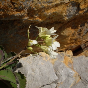 Photographie n°147721 du taxon Brassica insularis Moris [1837]