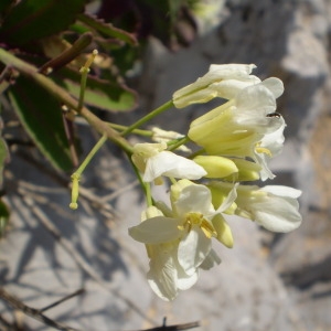 Photographie n°147726 du taxon Brassica insularis Moris [1837]