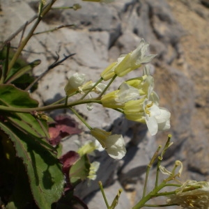 Photographie n°147727 du taxon Brassica insularis Moris [1837]